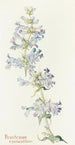 Penstemon cyananthus - Margaret Armstrong — artwork view