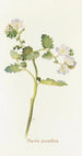 Phacelia grandiflora - Margaret Armstrong — artwork view