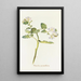 Phacelia grandiflora - Margaret Armstrong — framed artwork on a wall