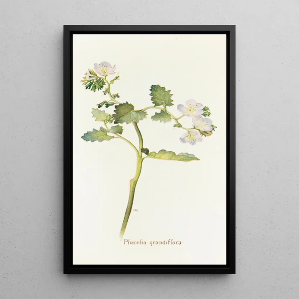 Phacelia grandiflora - Margaret Armstrong — framed artwork on a wall