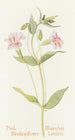 Mimulus rose - Margaret Armstrong — artwork view