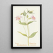 Mimulus rose - Margaret Armstrong — framed artwork on a wall