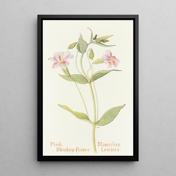 Mimulus rose - Margaret Armstrong — framed artwork on a wall