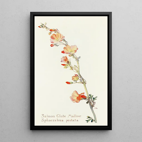 Sphaeralcea saumon - Margaret Armstrong — framed artwork on a wall
