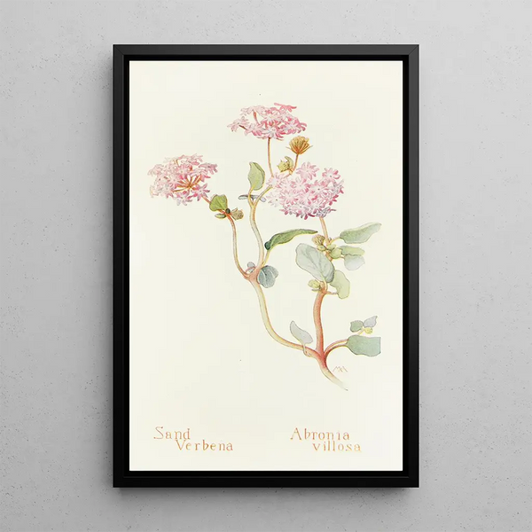 Sand Verbena Painting - Margaret Armstrong — framed artwork on a wall