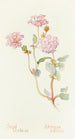 Sand Verbena Painting - Margaret Armstrong — artwork view
