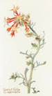 Scarlet Gilia Painting - Margaret Armstrong — artwork view