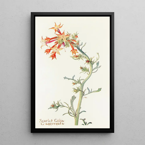 Scarlet Gilia Painting - Margaret Armstrong — framed artwork on a wall