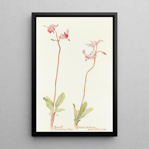 Petite étoile filante - Margaret Armstrong — framed artwork on a wall