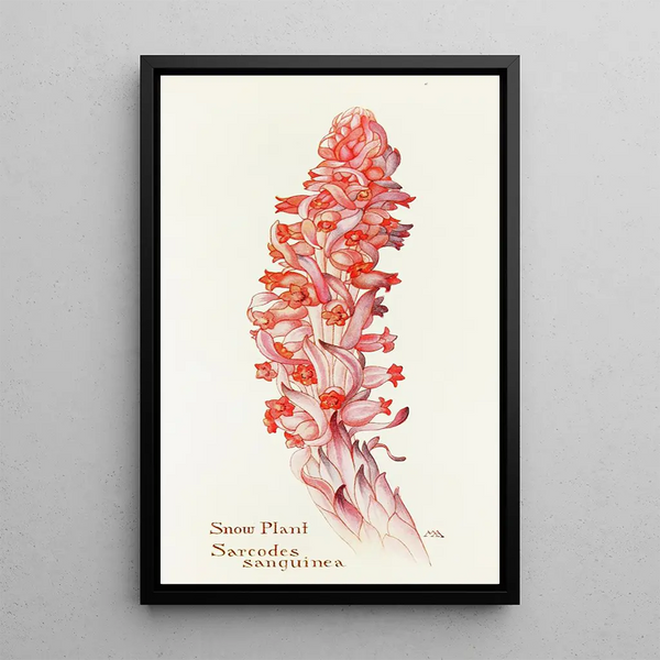 Snow Plant - Margaret Armstrong — framed artwork on a wall