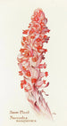Snow Plant - Margaret Armstrong — artwork view