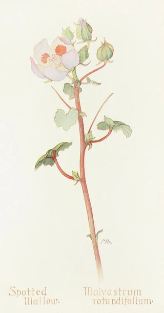 Margaret Armstrong - Spotted Mallow.webp