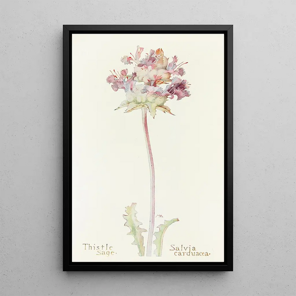 Sage Thistle - Margaret Armstrong — framed artwork on a wall
