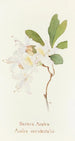 West Azalea Painting - Margaret Armstrong — artwork view