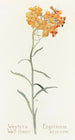 West Gillyflower Painting - Margaret Armstrong — artwork view