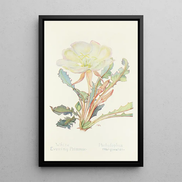 Evening White Evening Primrose Painting - Margaret Armstrong — framed artwork on a wall