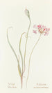 Wild Onion Painting - Margaret Armstrong — artwork view