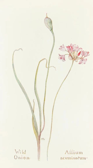 Margaret Armstrong - Wild Onion.webp
