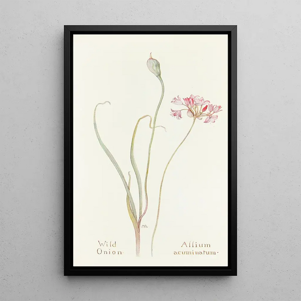 Wild Onion Painting - Margaret Armstrong — framed artwork on a wall