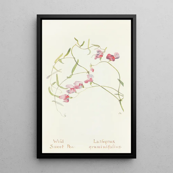 Wild Honeysuckle - Margaret Armstrong — framed artwork on a wall