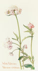Wild Valerian Painting - Margaret Armstrong — artwork view