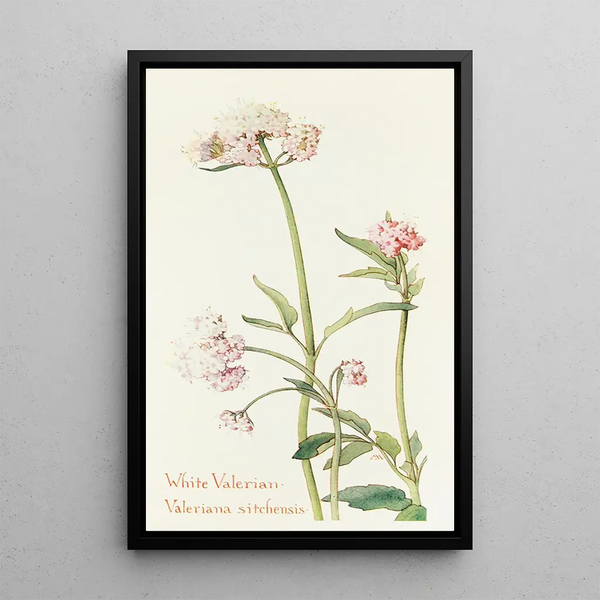 Wild Valerian Painting - Margaret Armstrong — framed artwork on a wall