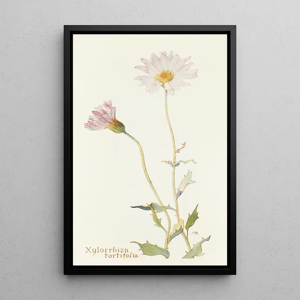 Xylorrhiza tortifolia - Margaret Armstrong — framed artwork on a wall