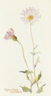Xylorrhiza tortifolia - Margaret Armstrong — artwork view