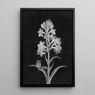 Margaretha Barbara Dietzsch - Weie Hyacinthe.webp