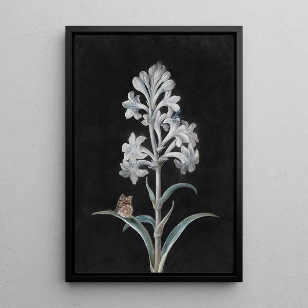 Jacinthe blanche - Margaretha Barbara Dietzsch — framed artwork on a wall