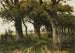 Allée de chênes à la fin de l'été - Maria Bilders-van Bosse — artwork view
