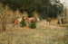 Cows near a Forest - Maria Chmielowska — artwork view