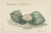 Bloem Massonia Africana - Maria Geertruida Barbiers-Snabili — artwork view