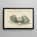 Bloem Massonia Africana - Maria Geertruida Barbiers-Snabili — framed artwork on a wall