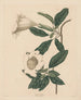 Calice de vigne - Maria Katharina Prestel — artwork view