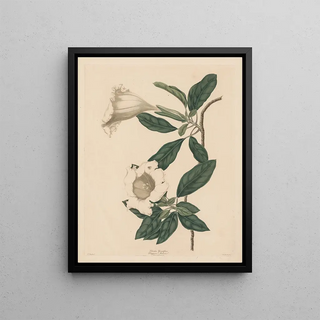 Maria Katharina Prestel - Chalice Vine.webp