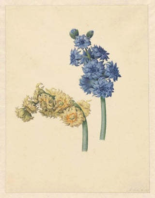 Maria Margaretha van Os - Twee hyacinten.webp