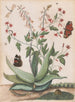 Butterflies, a Snake, and a Turtle Around a Flowering Agave - Maria Moninckx — artwork view