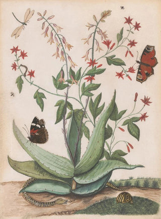Maria Monninckx - Vlinders een slang en een schildpad rondom een bloeiende agave.webp