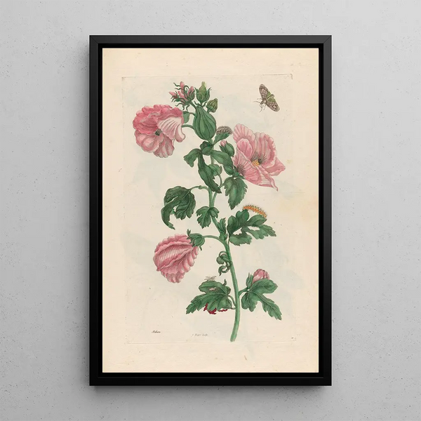 Althéa - Maria Sibylla Merian — framed artwork on a wall