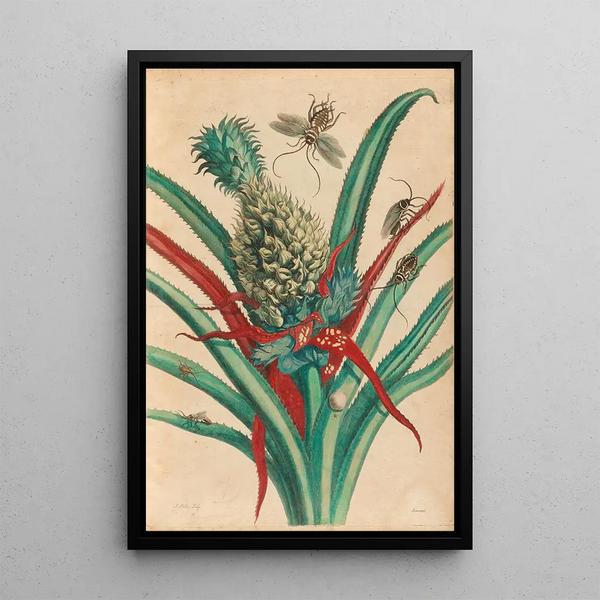 Pineapple - Maria Sibylla Merian — framed artwork on a wall