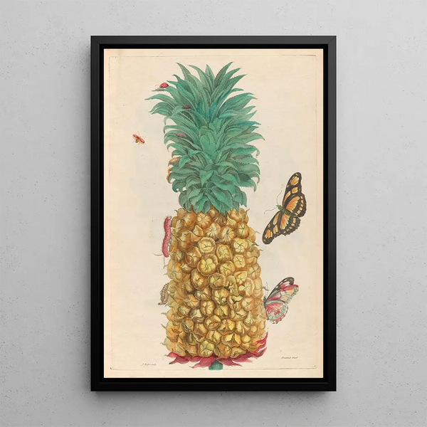 Pineapple ripe - Maria Sibylla Merian — framed artwork on a wall