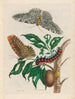 Gummi-gutta Tree - Maria Sibylla Merian — artwork view