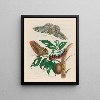 Maria Sibylla Merian - Arbre de gommegutte.webp