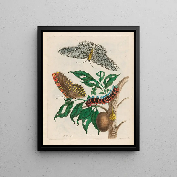 Gummi-gutta Tree - Maria Sibylla Merian — framed artwork on a wall