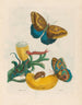 Baccores - Maria Sibylla Merian — artwork view
