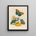 Baccores - Maria Sibylla Merian — framed artwork on a wall