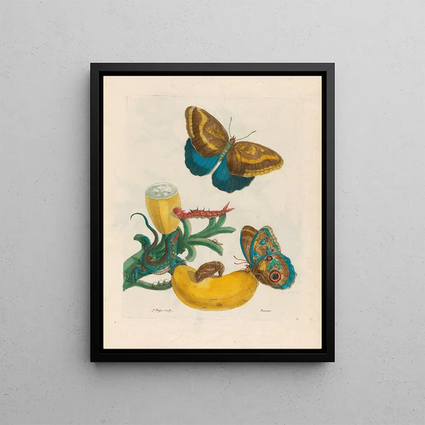 Baccores - Maria Sibylla Merian — framed artwork on a wall