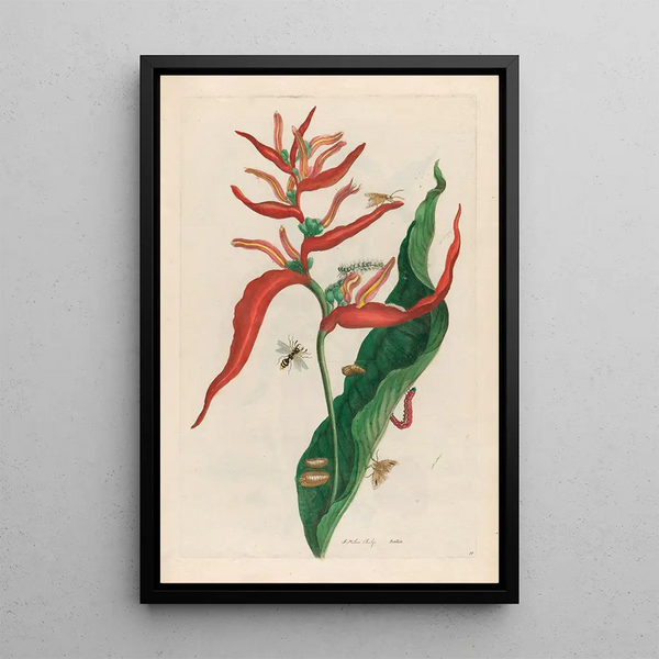 Ballia - Maria Sibylla Merian — framed artwork on a wall