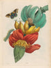 Banana - Maria Sibylla Merian — artwork view